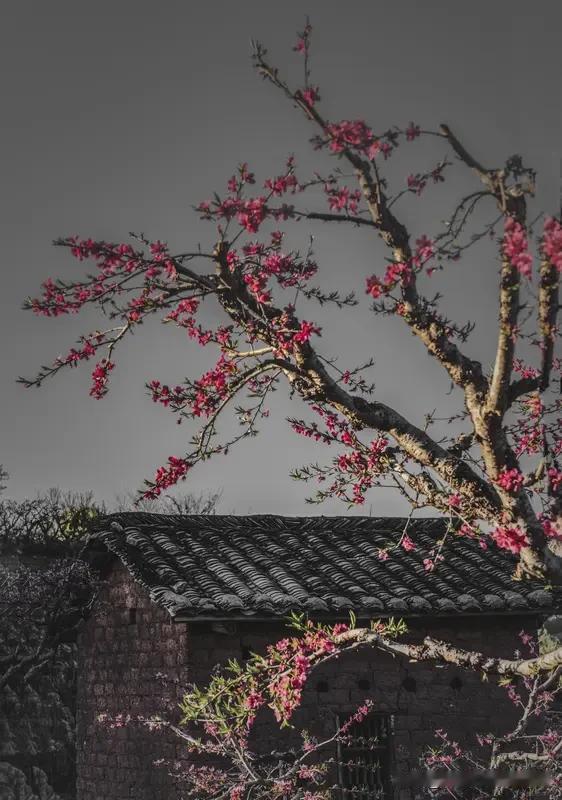 上联：故里桃花常落笔，安子邀对，，荒村月色屡凝思！[微风]