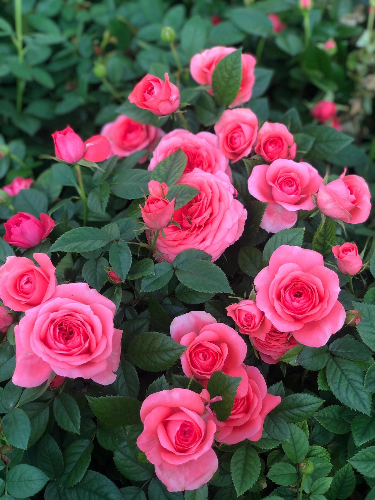 小区的花园里的月季一片粉红，深深浅浅，热热闹闹地开在绿叶丛中。有淡粉的，像少女脸