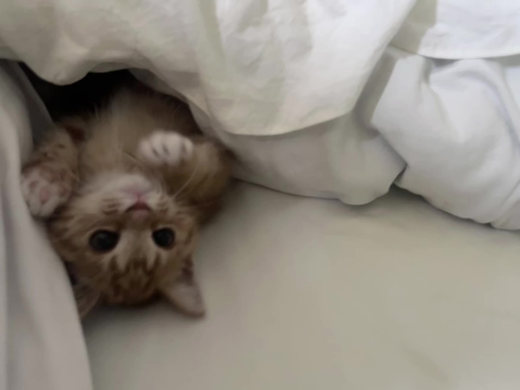 我和我的猫 小猫 初音兔子洞