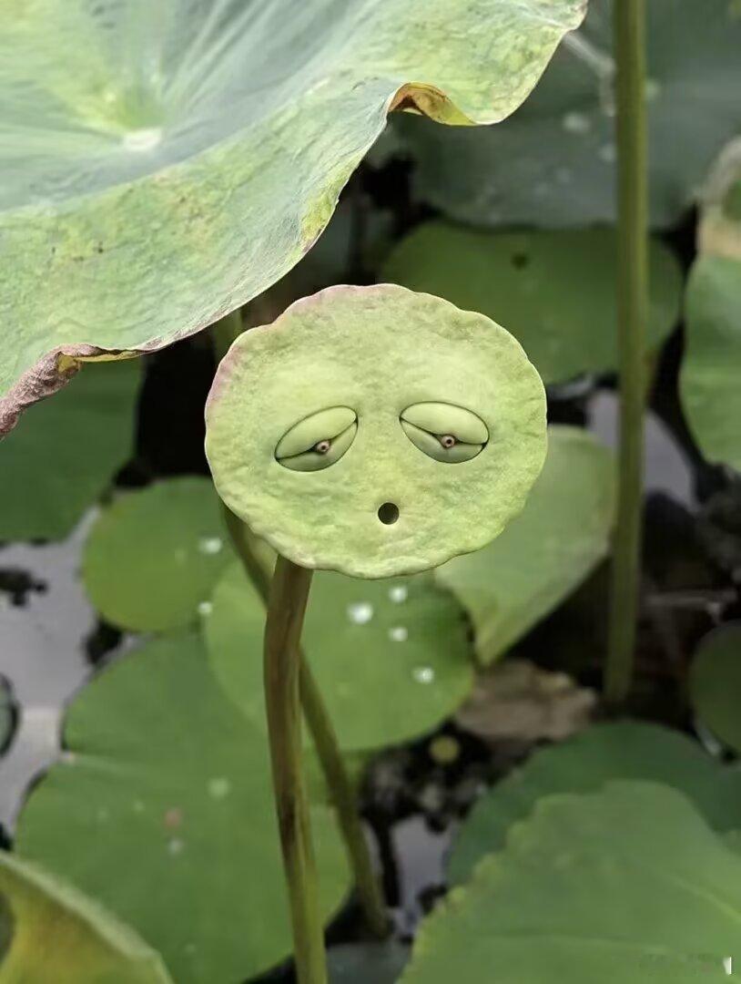 莲之出淤泥而不染，濯清涟而妖 