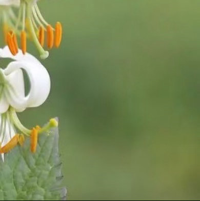 0000林荫百合种植1. 光照与温度喜半阴环境，忌强光直射。晨光或散射光最佳，每