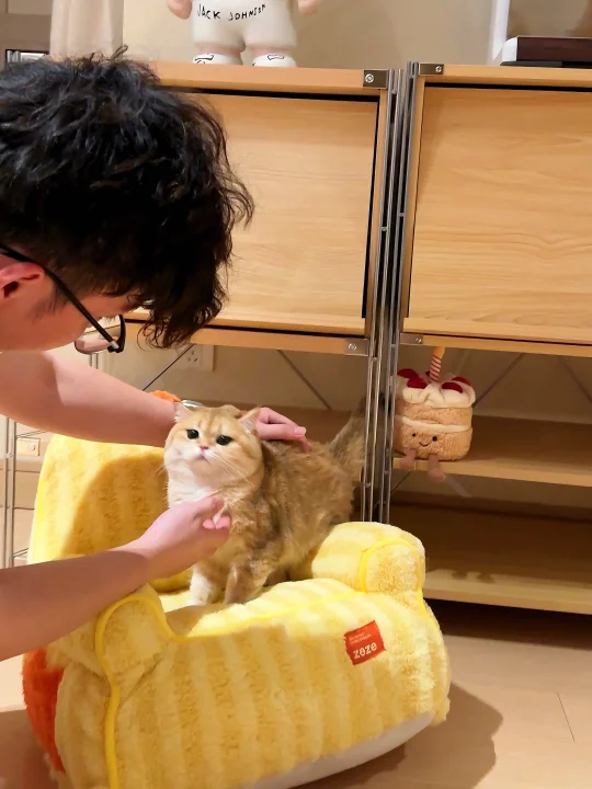 plog｜小猫宅家记🐈