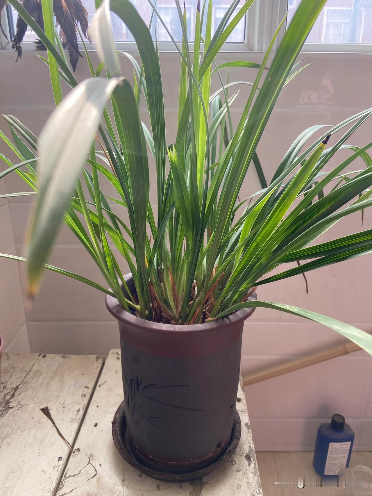 奇怪了！就是不开花，三年了，光长叶子。

专用兰花花肥也用了，浓度小点浓度大点都