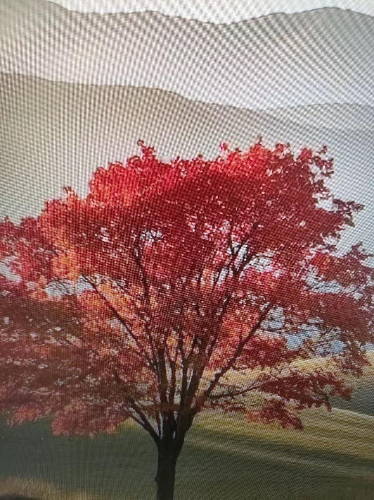 山坳里的红枫树

青云/赋
红枫在山谷如画，鸟儿与飞虫搏杀；
繁星在天上闪烁，心