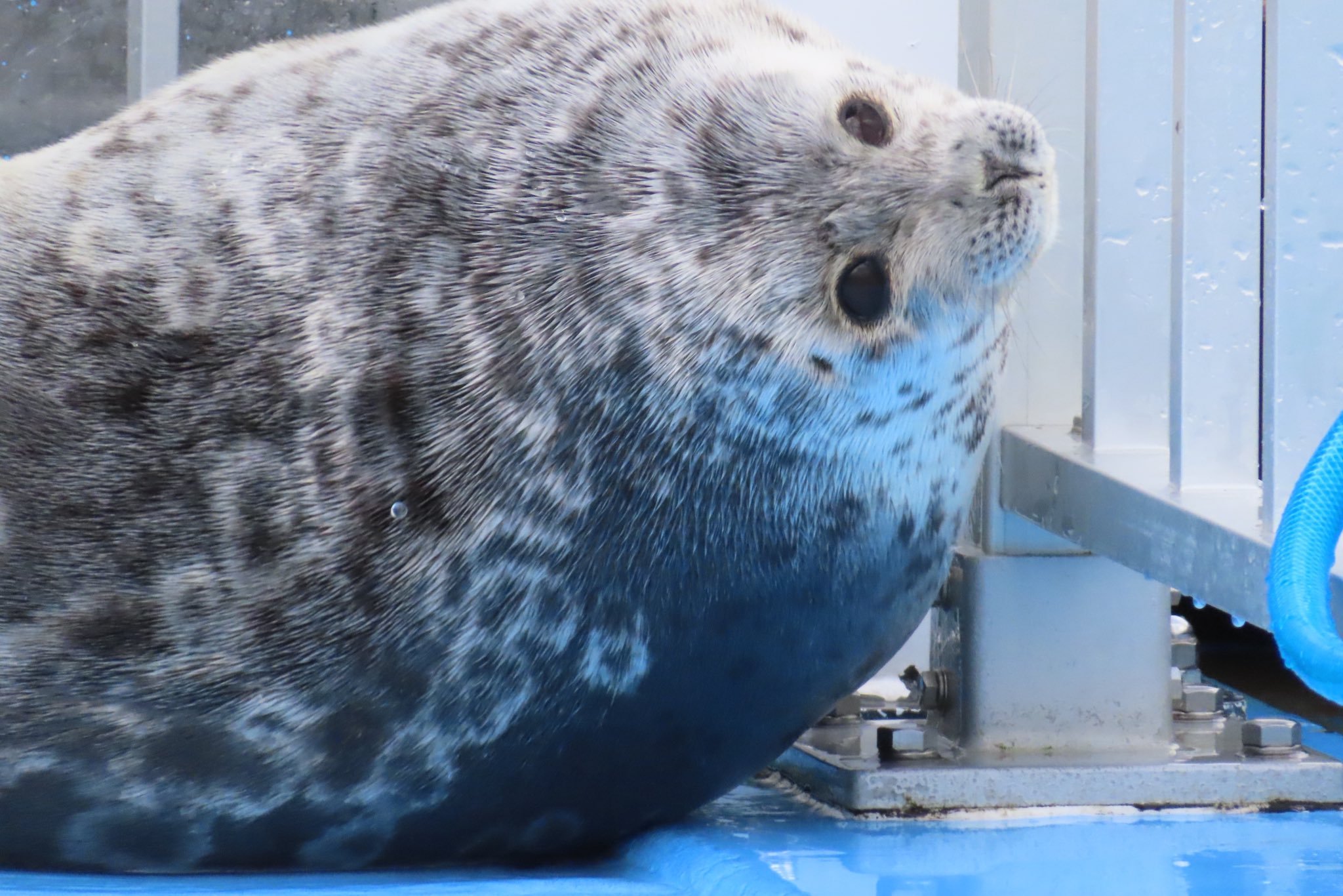 海豹 来来来，生锈的茄子无法上吊之物，我给你们起好头了【推：cocoa49136