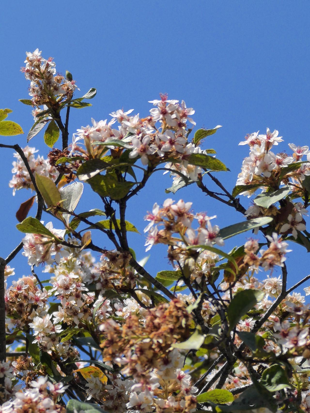 石斑木花
绿叶丛中白色妍
一树繁花映晴空
花团锦簇香气溢
引人欣赏入画中

晒晒