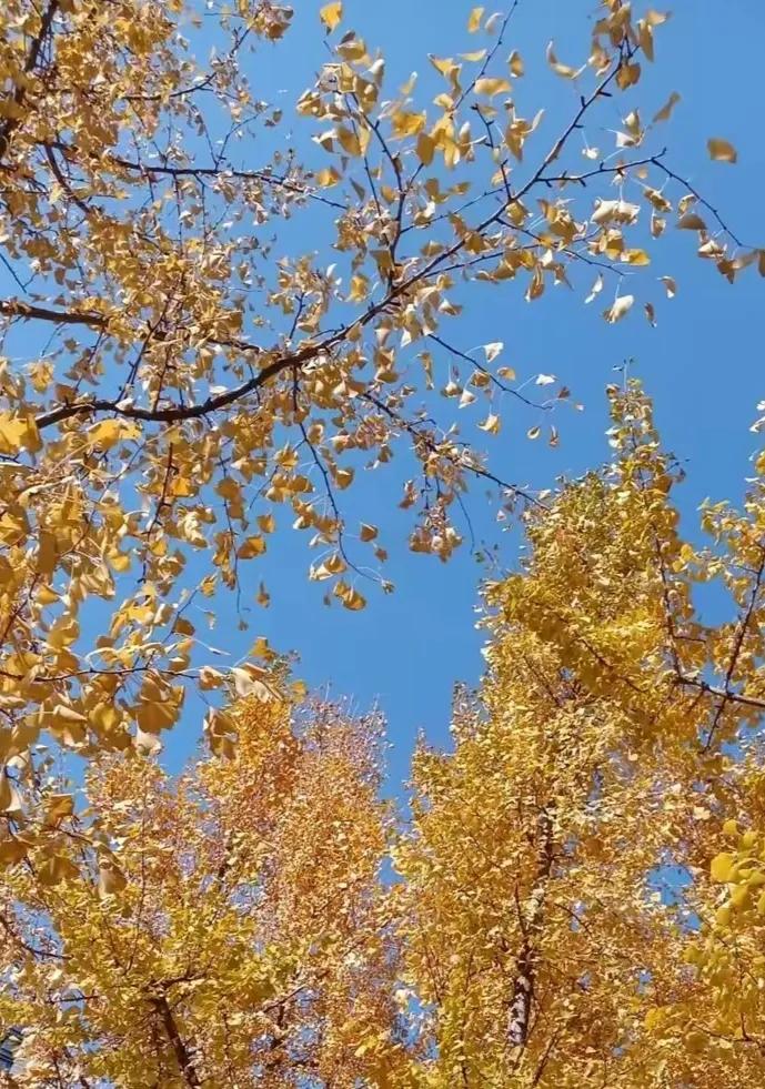 别人自嘲那叫幽默风趣，你跟着嘲笑那叫傻。

听到别人在说自己的缺点时，听听就好，