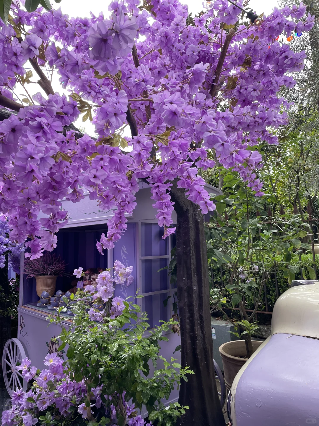 💜澳洲浪漫限定之蓝花楹 | 美极了😭