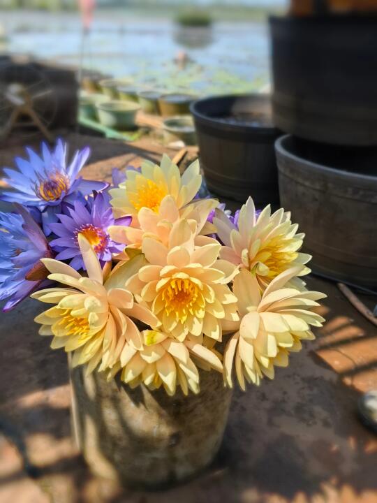 耐寒睡莲鲜切花 我有一百亩莲花～