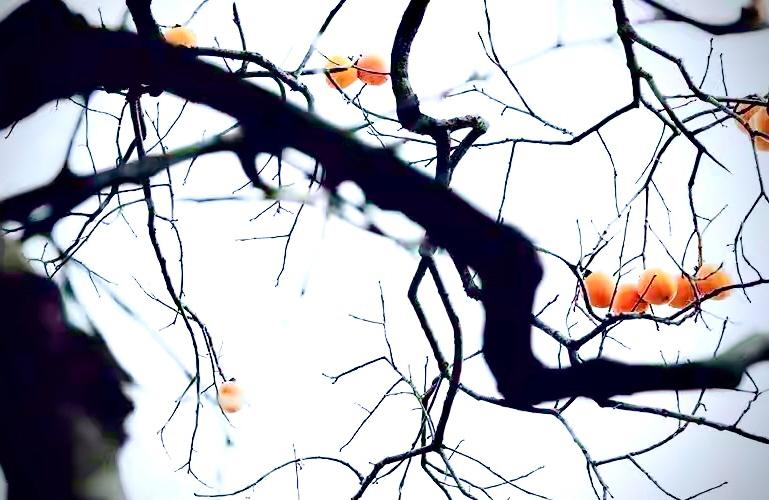 50年的老树结新果

        这棵50年的老柿树，自带岁月沉淀的苍劲感。