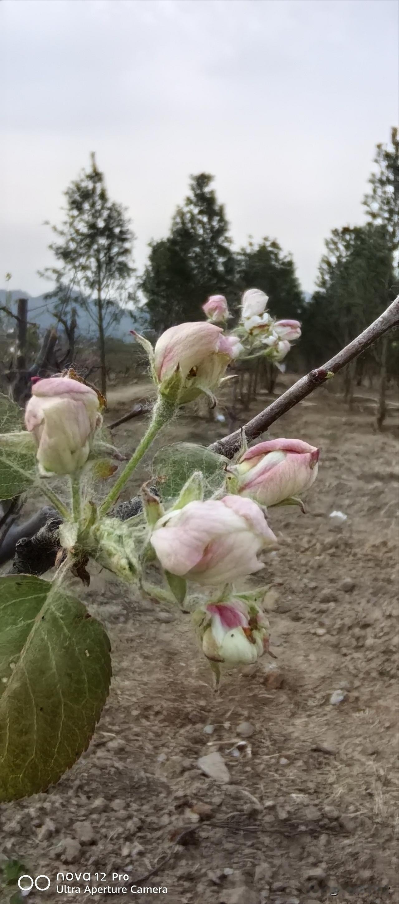 春日生活打卡季