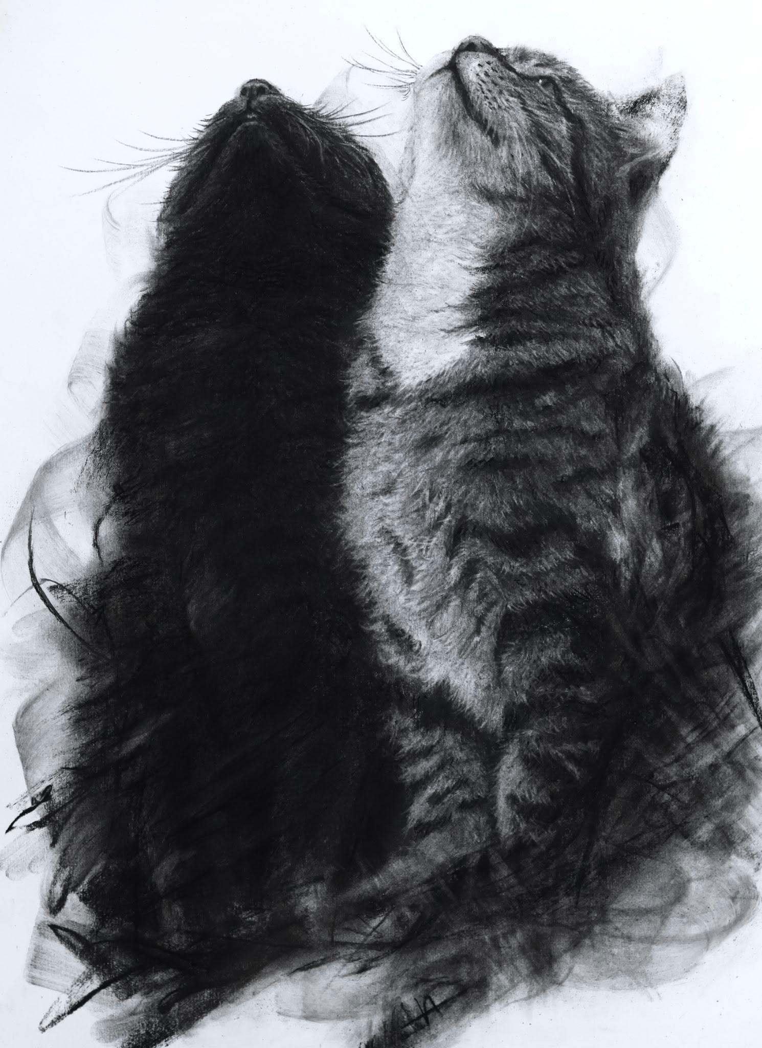【 炭笔画的猫咪 】日本炭笔画家绫佑的作品。 