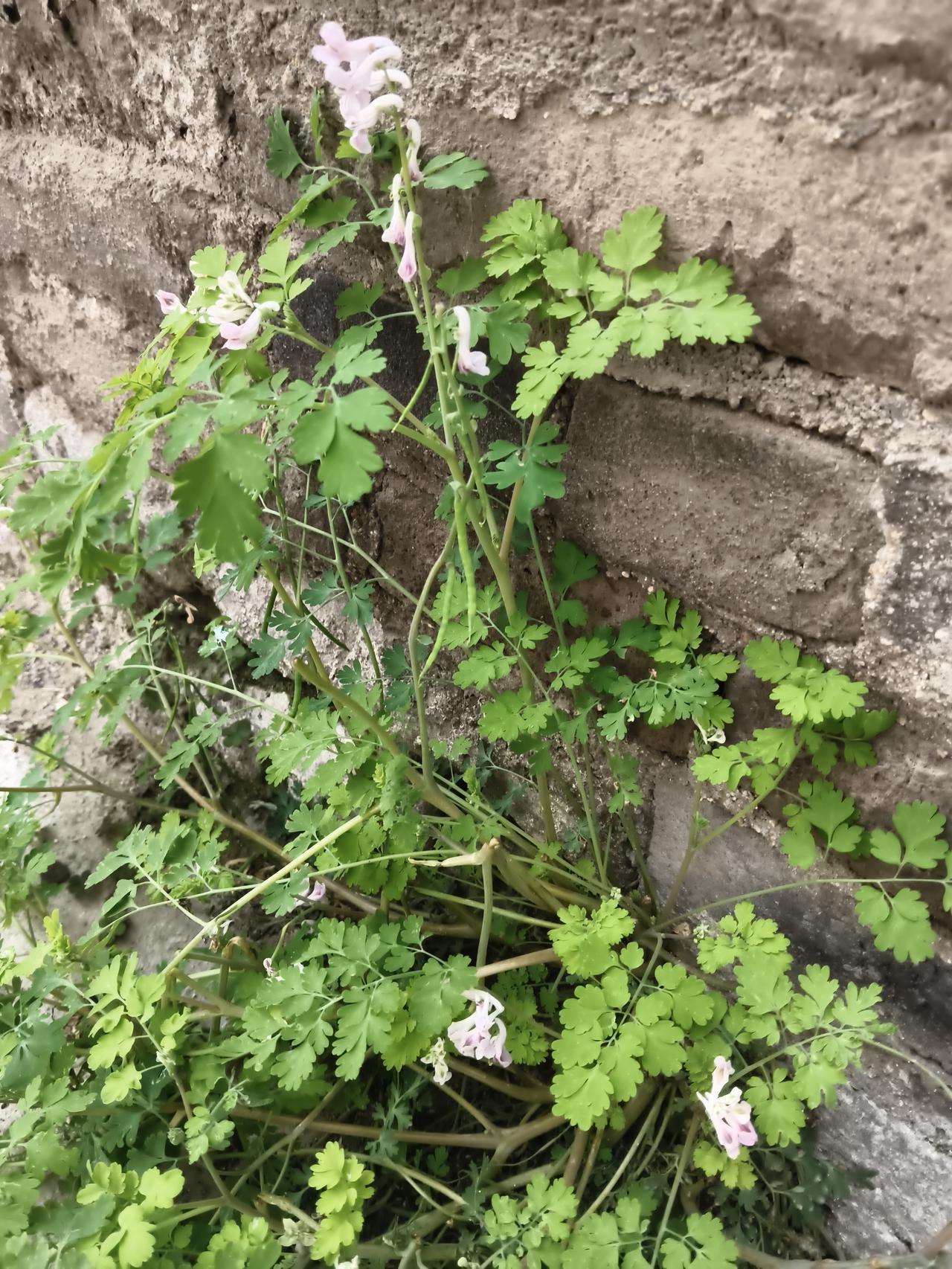 记录我的2026现在这墙边不知名的小花儿开的也很旺。这里连水和土都没有。就是墙根