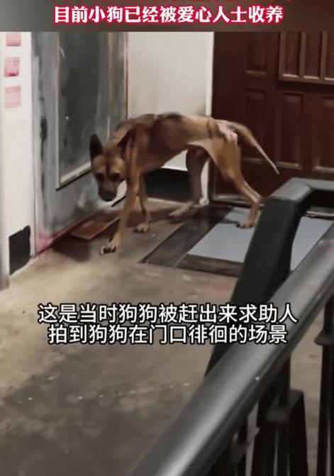 泪目！重庆，老人因病去世，被发现时，竟然看到老人养的狗狗，一直守在主人旁边，10