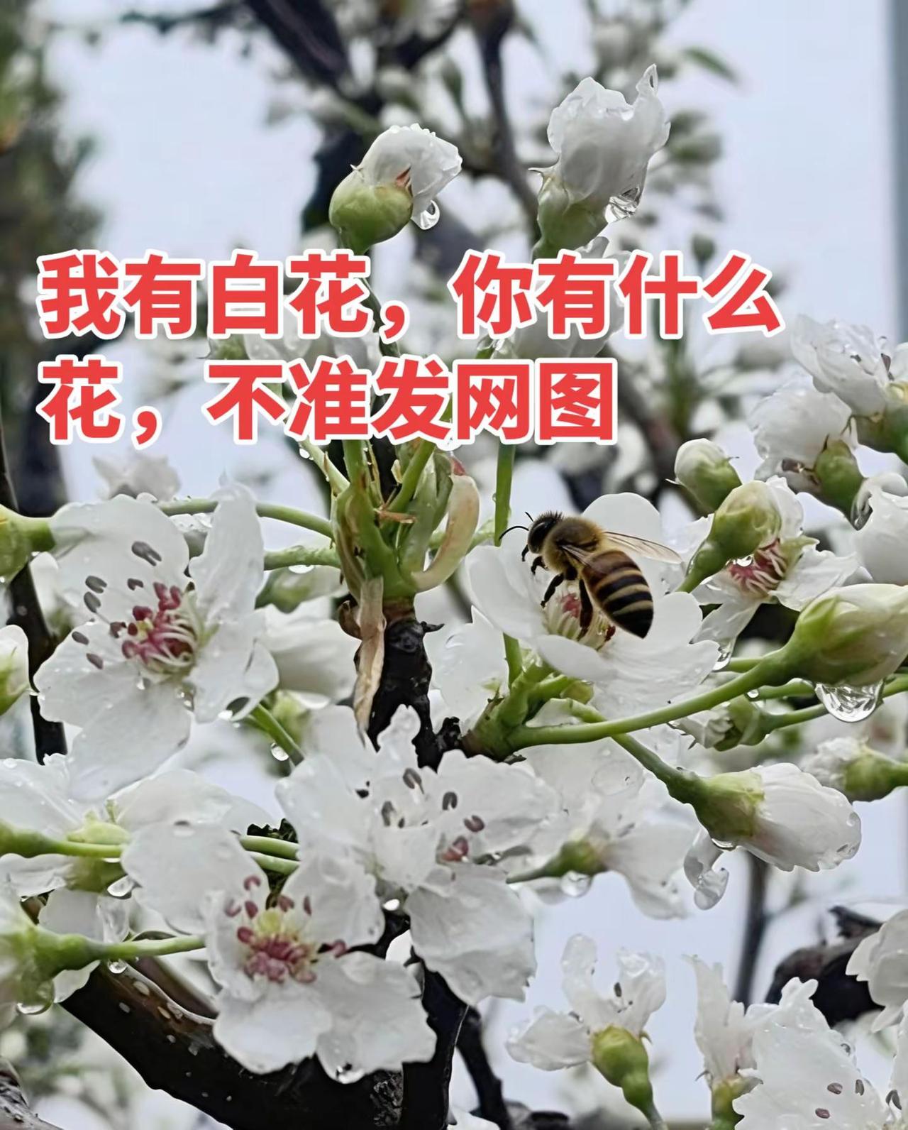 我有白花，你有什么颜色的花？全民买手请回答 我有白花，你有什么颜色的花？用一张照
