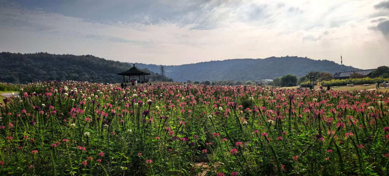 遍地红花孕画魂