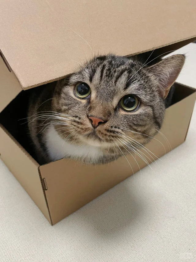 小猫咪的快乐真的很简单！！