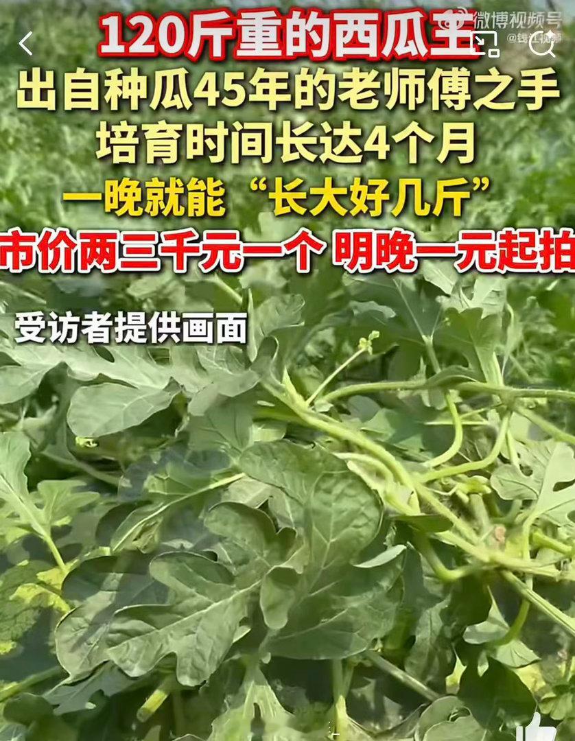 130斤的巨型西瓜曾拍卖到1.3万元 120斤的瓜比对象还沉（小声说），圆滚滚的