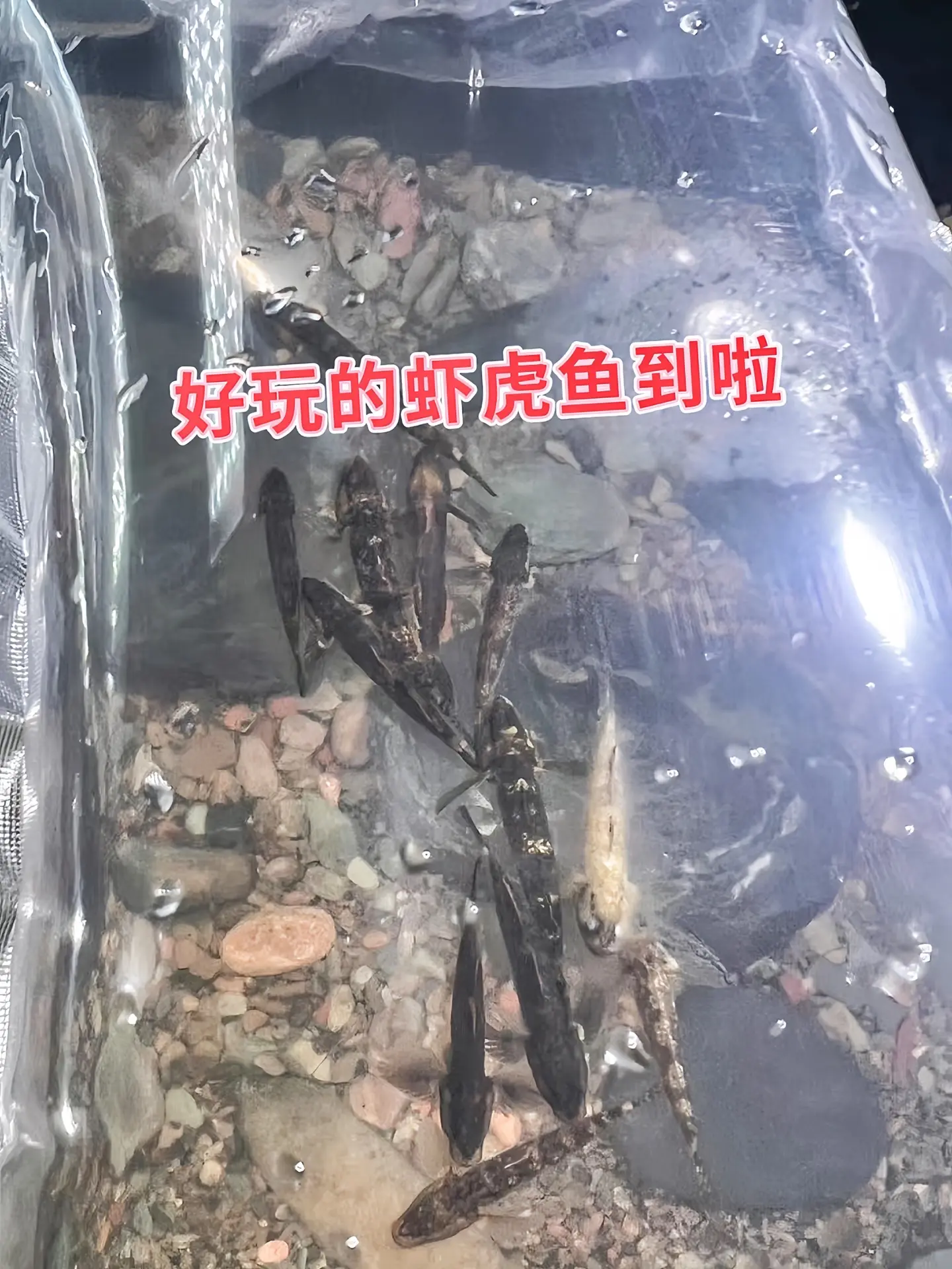还在为鱼缸清洁烦恼？虾虎鱼来帮忙！部分虾虎鱼堪称藻类 “天敌”，对缸内...