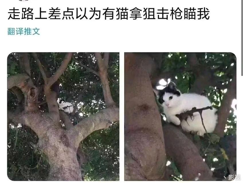 学校把胖橘误认美洲狮停课猫是很有迷惑性的，还有人见过拿“狙击枪”的猫呢[喵喵] 