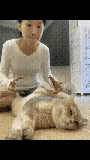喵：[酷拽]你得到我的身子，得不到我的心沙发喵 䳜喵 猫太摘 猫太摘 玻璃心喵 