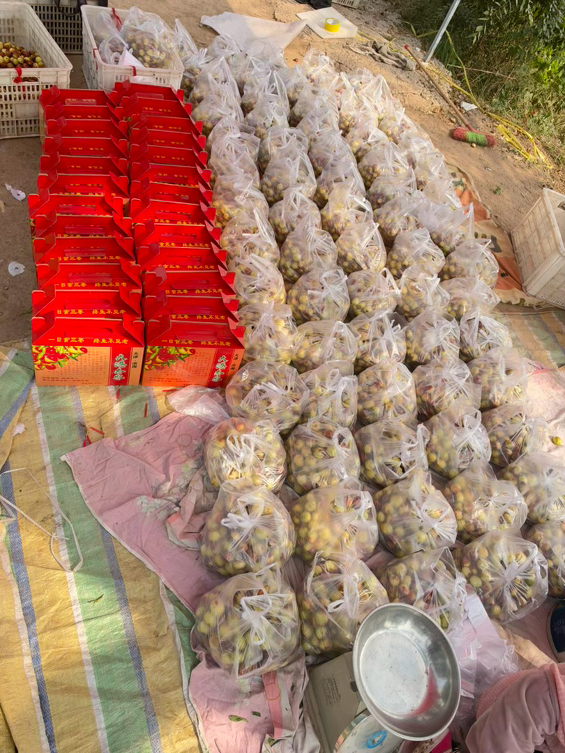回老家和爷爷说了会话。吐吐最近的一些不愉快。然后到冬枣园帮忙摘枣。好甜啊！！粉丝