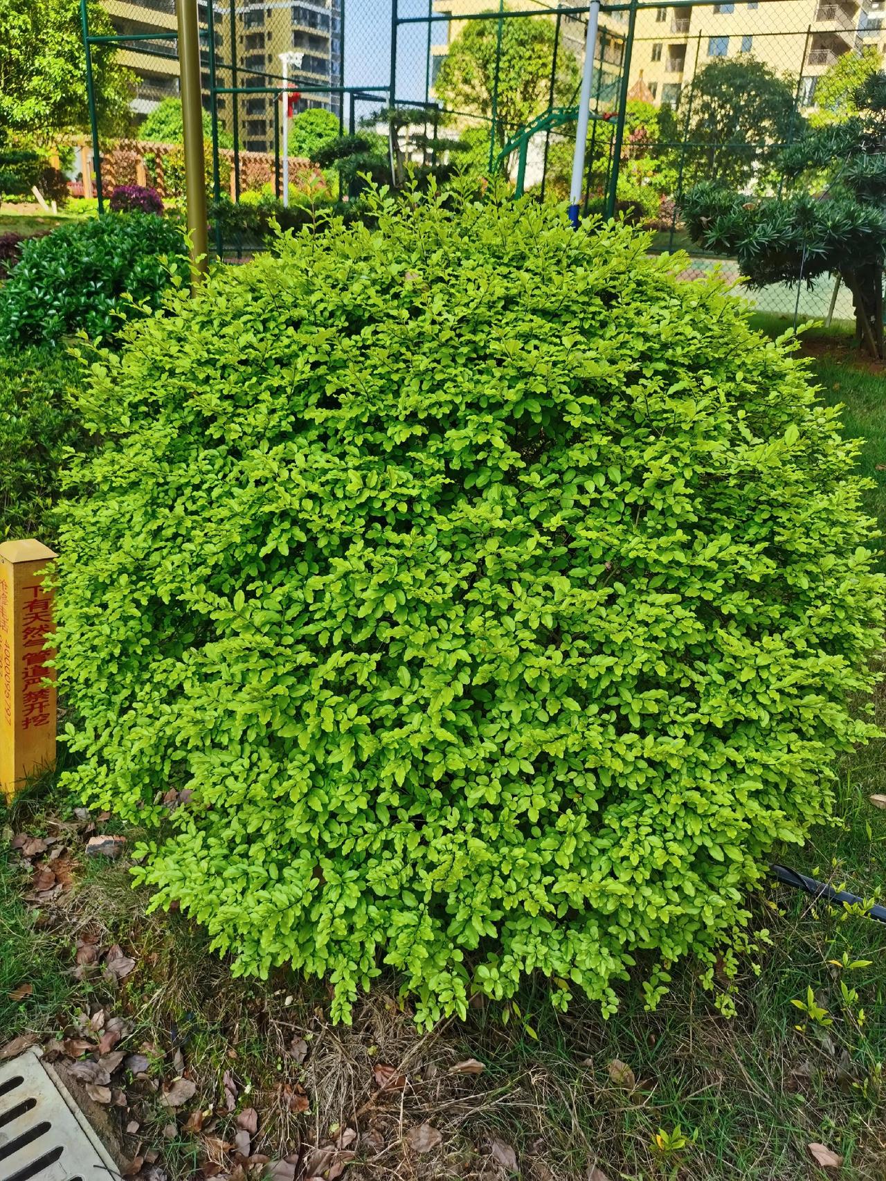 隔了一段时没来公园了，已悄然换了新装，从昏黄的秋冬，已万物复苏，春暖花开！

我