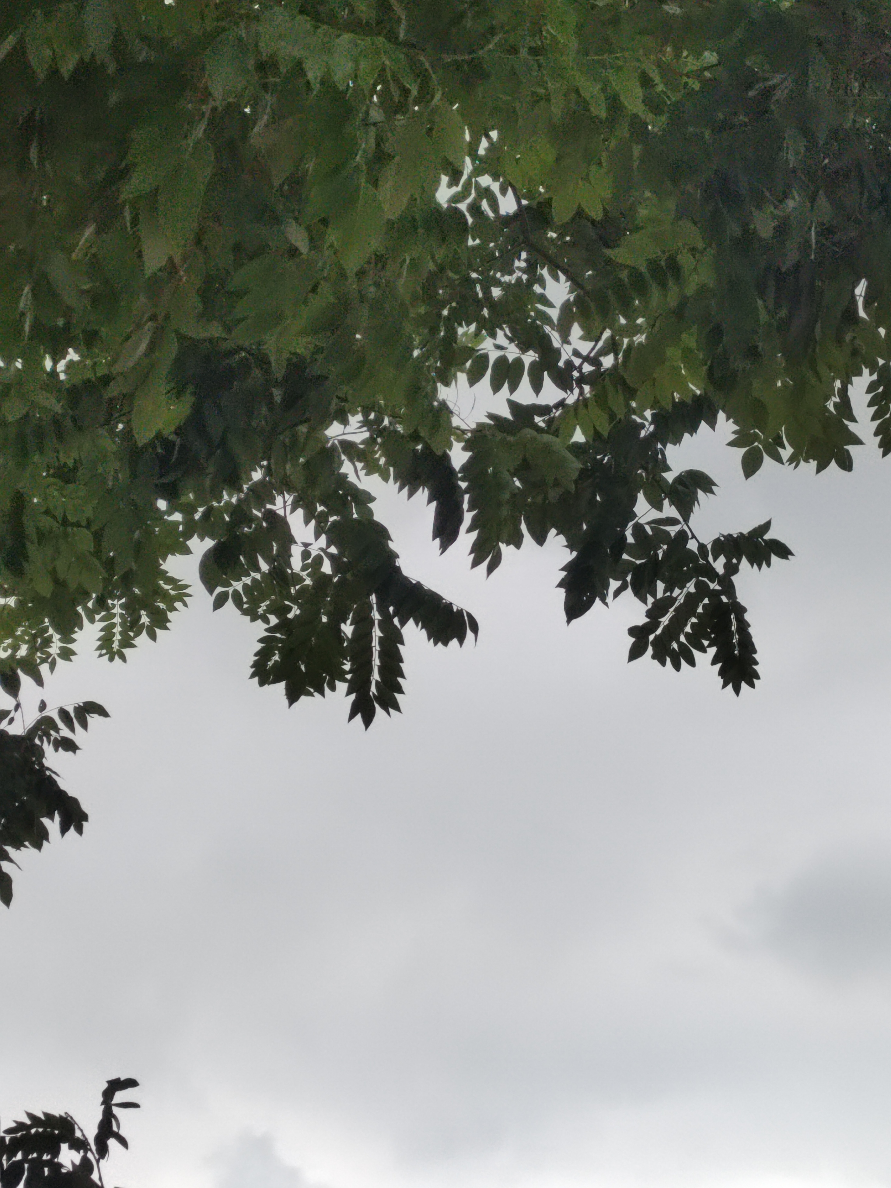 一场大雨下得气温凉爽了不少今天阴天最高温度才21度还有不小的风不得已又把外套穿上
