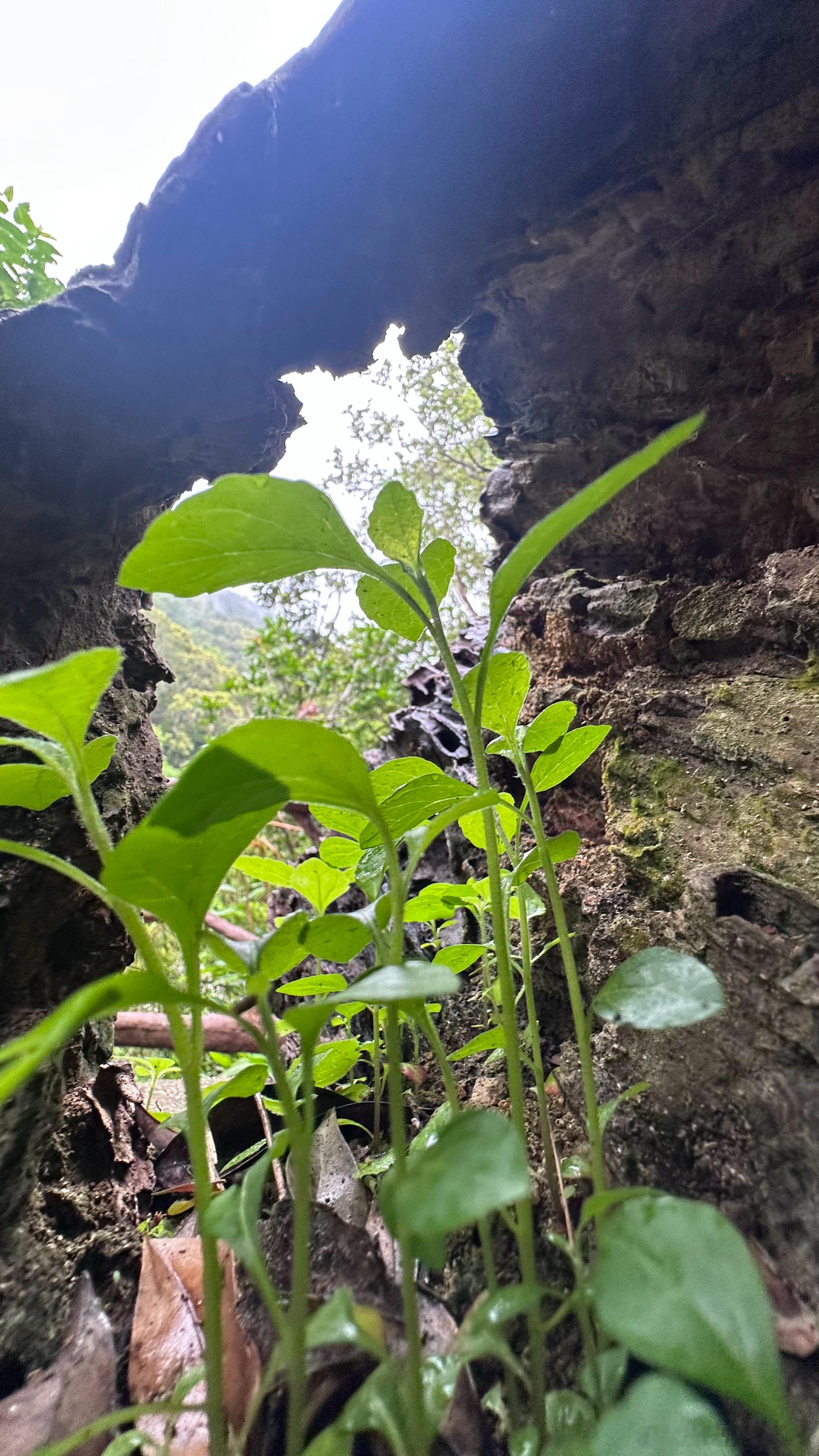 这几颗小草的生命力好强啊，在这个大岩洞下生长得这么好，生机勃勃，挺拔向上。（论摄
