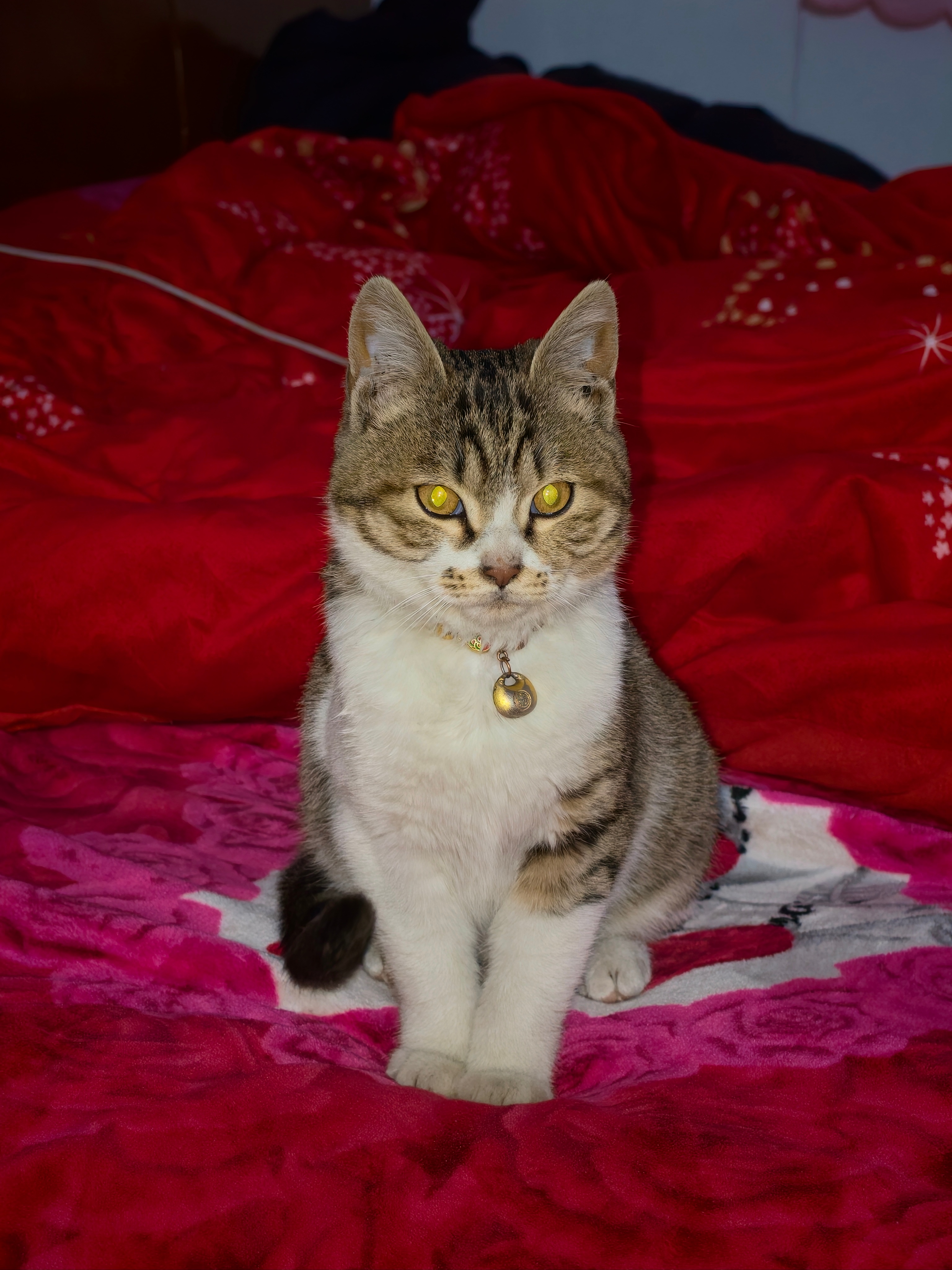 帅到你了 是本咪的错 