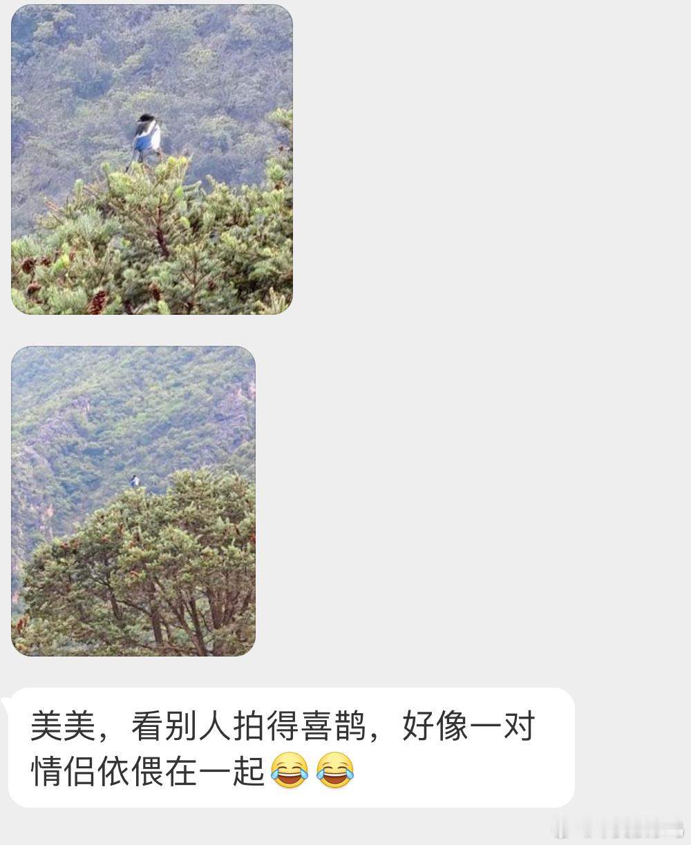 ？？？真绷不住了恋爱脑看喜鹊都…[哆啦A梦害怕] ​​​