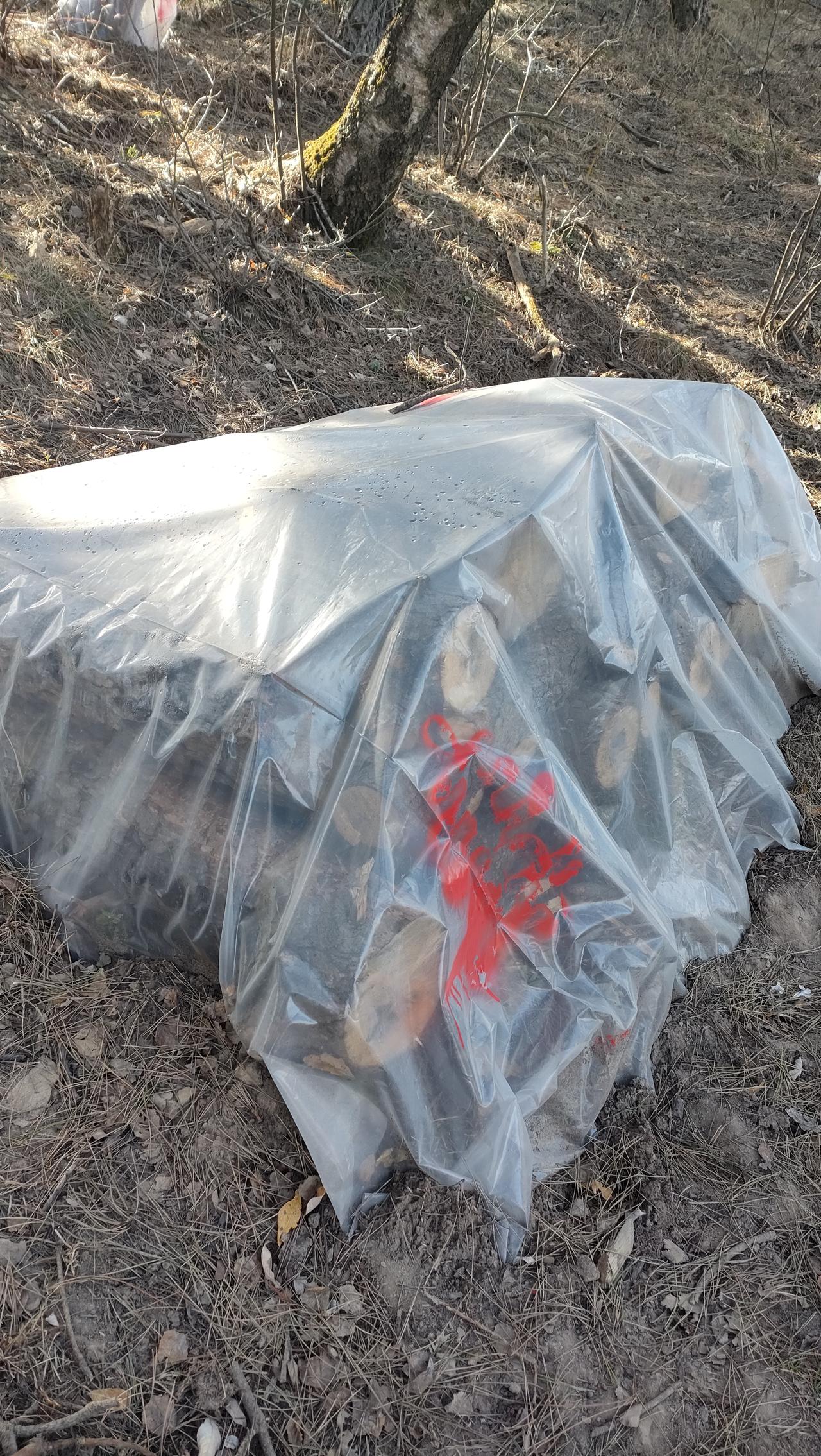 在海拔1800米的神道岭树林中，发现了许多用塑料薄膜覆盖的树枝，有些是将树根包裹