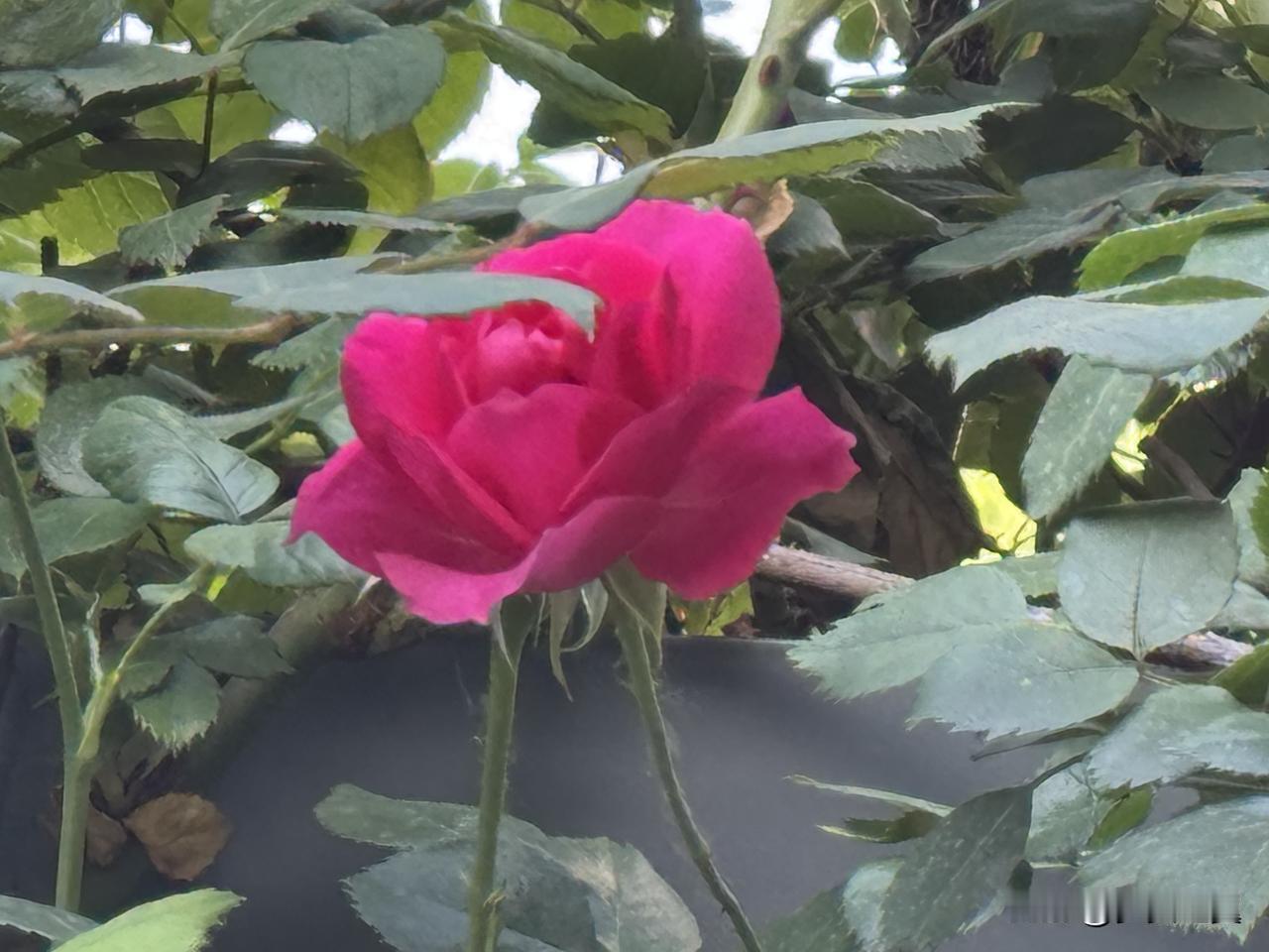 【小对联】
上：……？
下：仇杀。