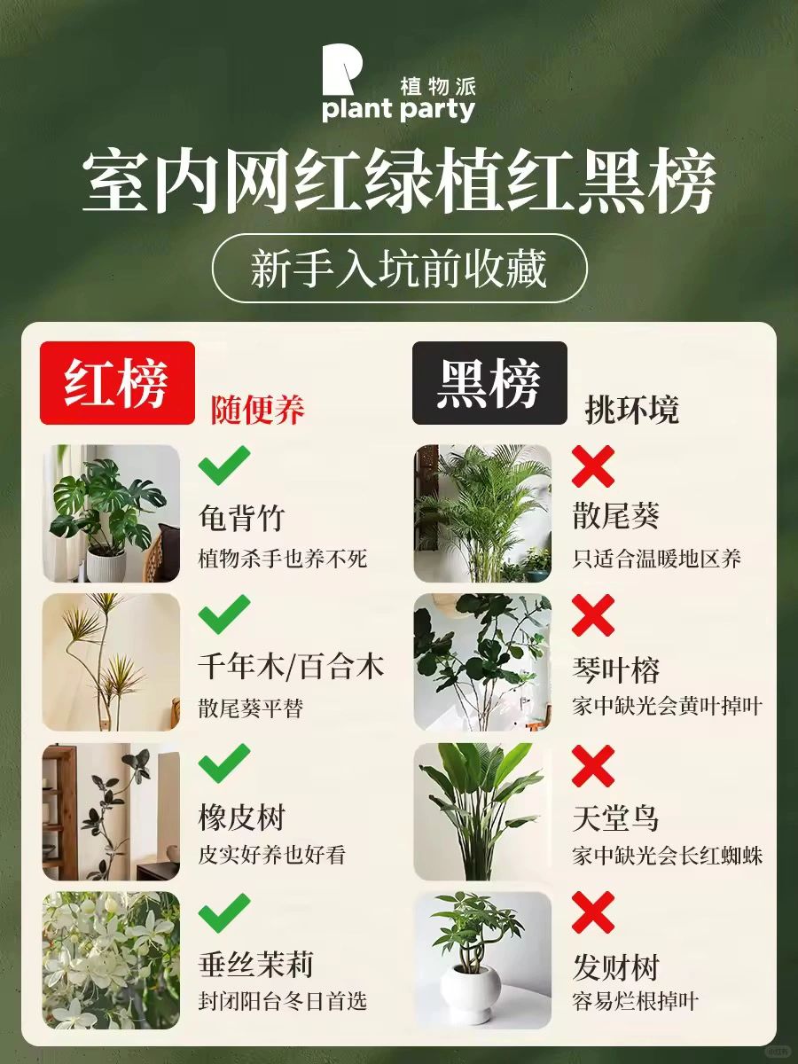室内网红绿植红黑榜‼️不要再入错坑了‼️