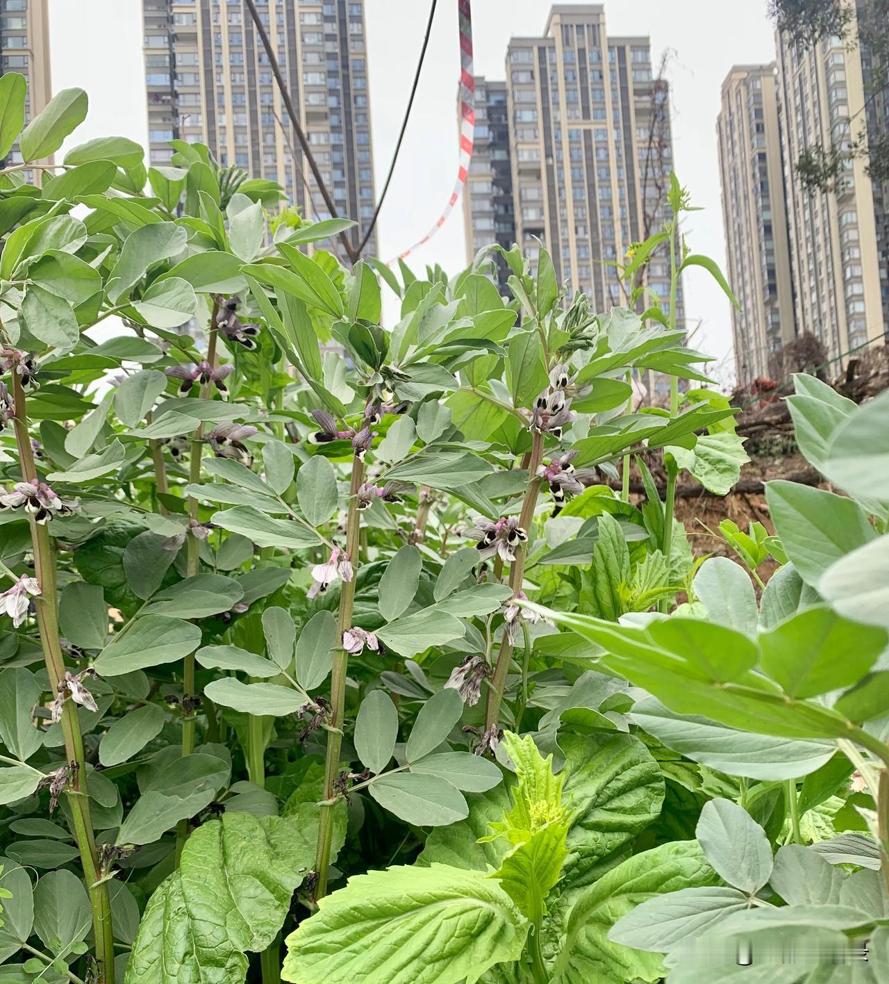 又到周五剧透成都下周天气的时候啦：前有春雨淅淅后升温，踏青扫墓正当时。初春，鹧鸪