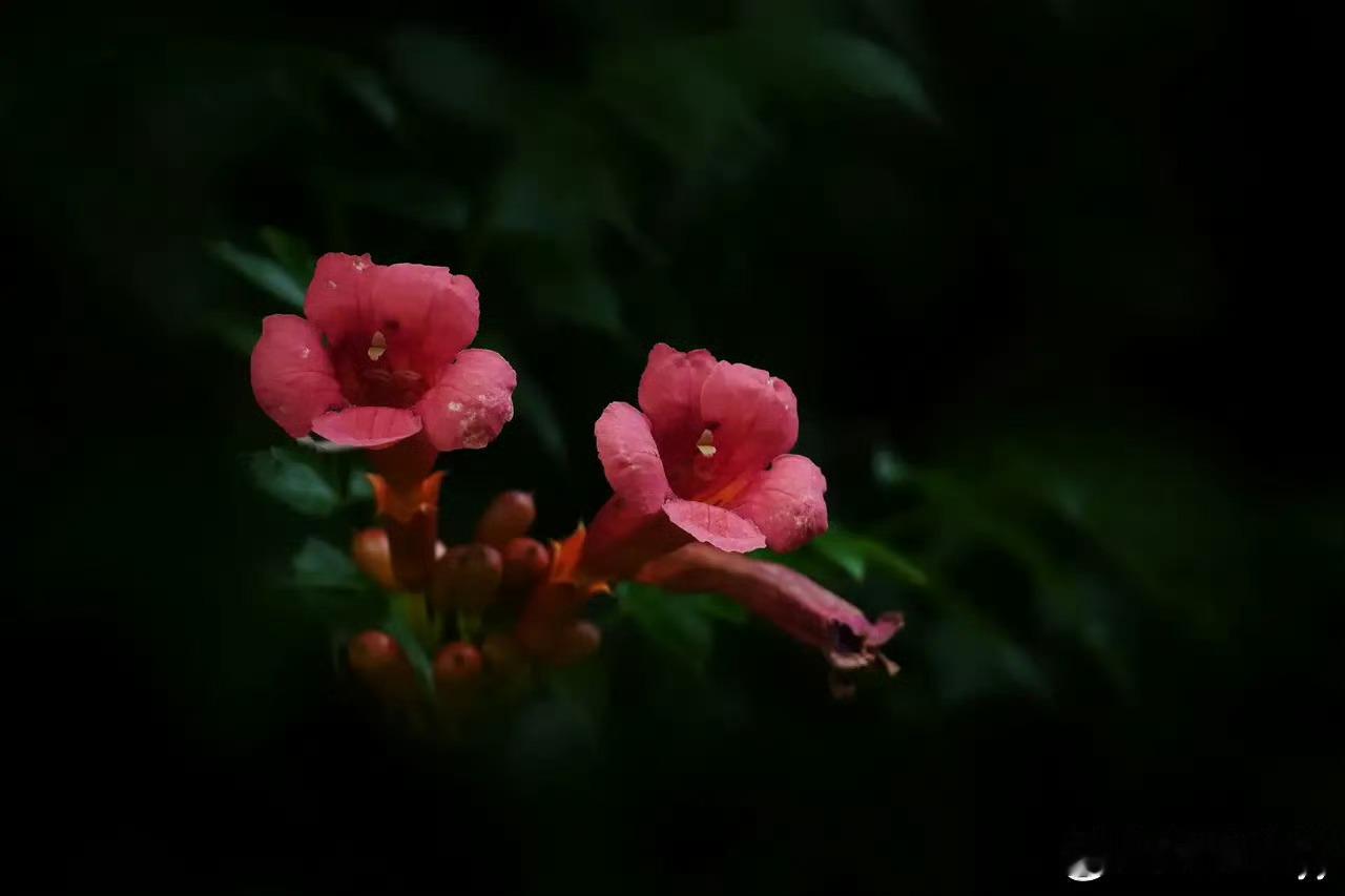 早安 “凌霄花…”心向凌霄，步履生花。坚韧生长，自有光芒。盛夏凌霄，自在风华。扶