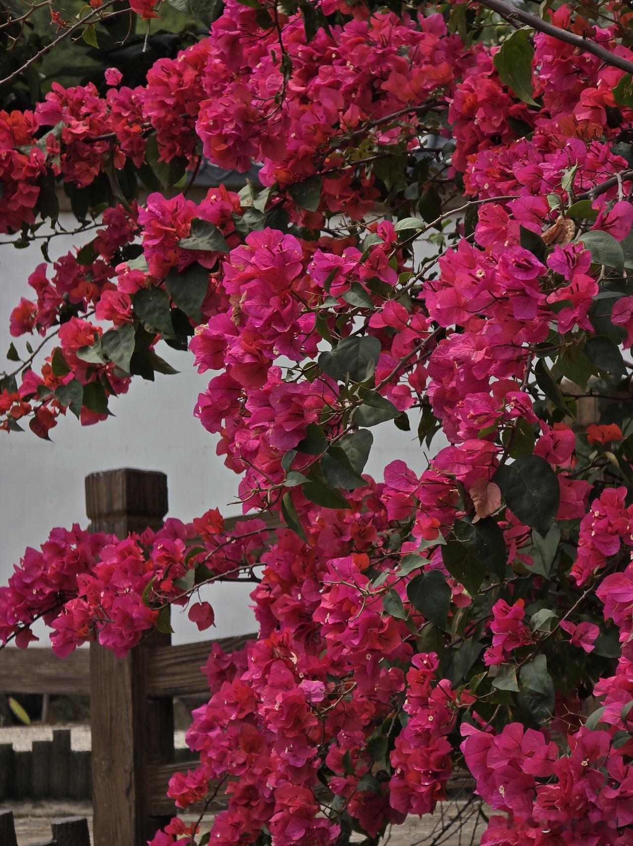 姹紫嫣红三角梅盛开