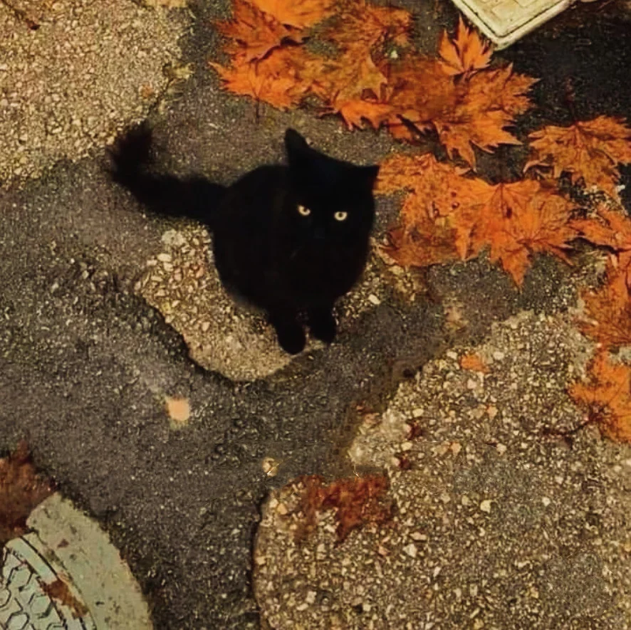 ⸝⸝ 🍂 ෆ꙳🐈◟☁️。