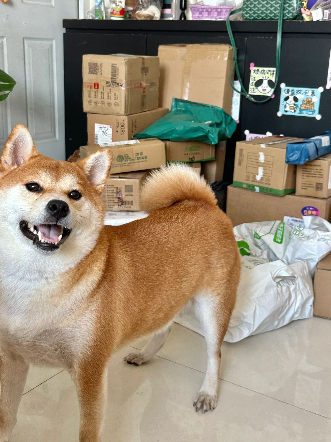 嚯 这次总有小狗我的快递了吧