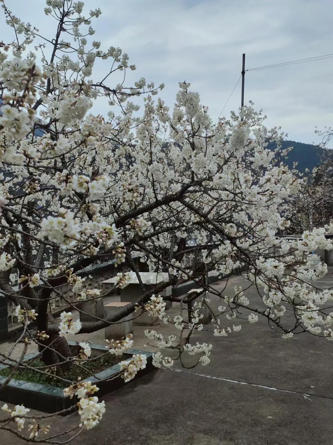 春日生活打卡季广元春天里的樱花开了，可观赏地点，沙河、千佛崖、龙潭等等。每年都会