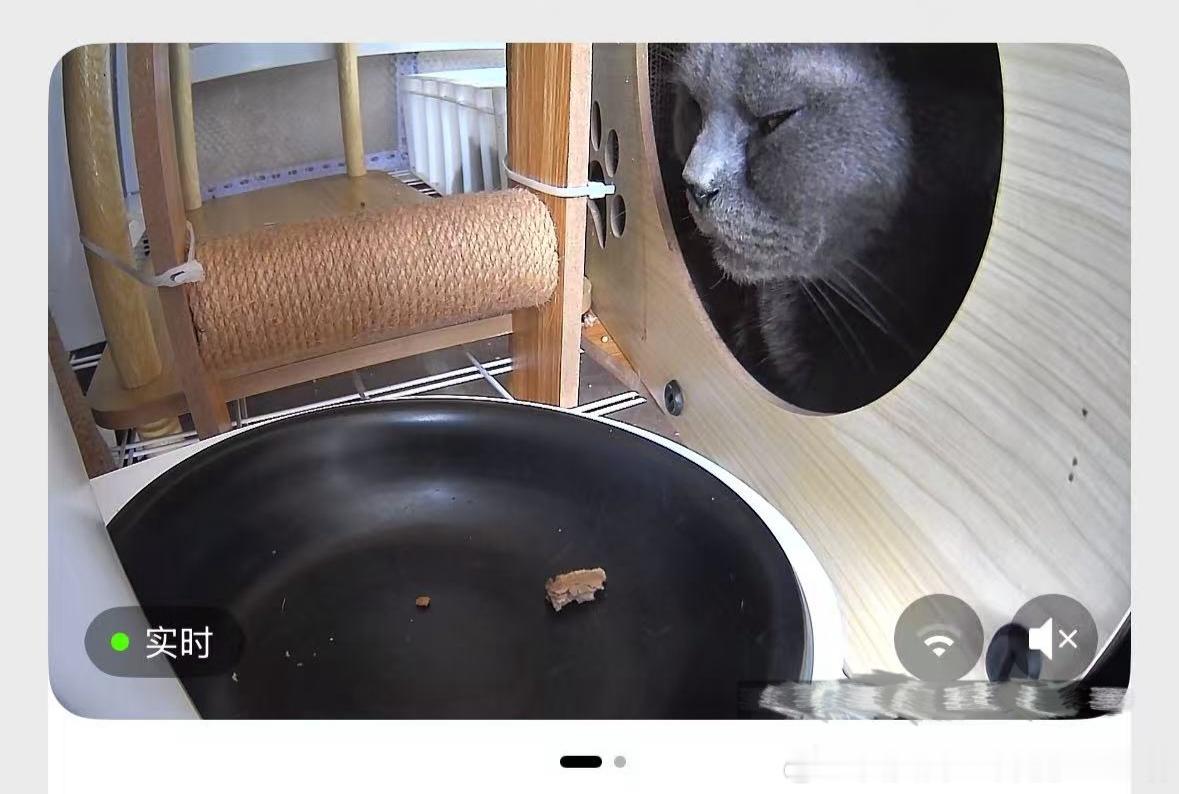 50158【丑猫】🗿 