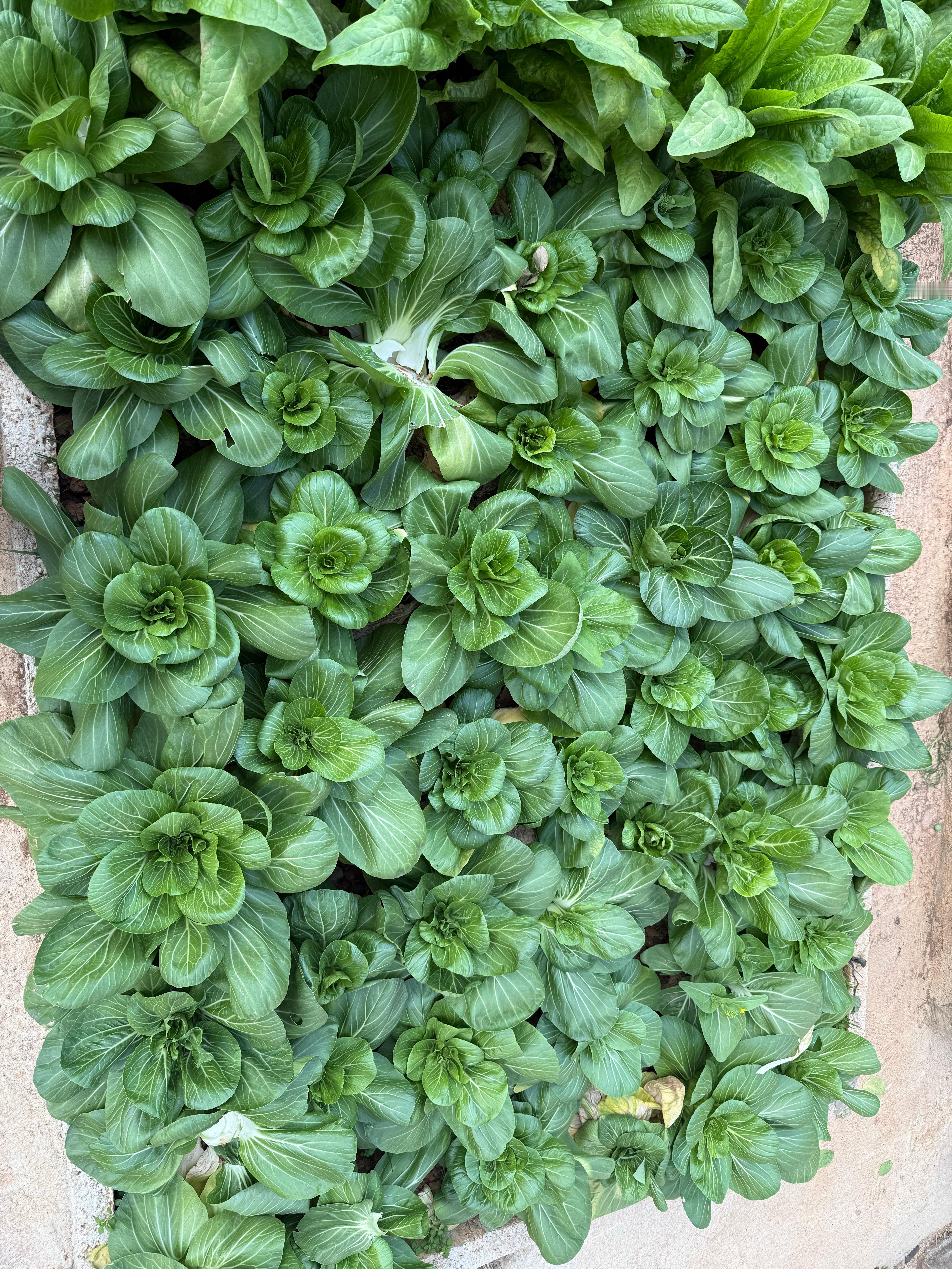 我要让我老婆知道，这菜园子都是我的，也是她的。2026年最佳霸总9文学 