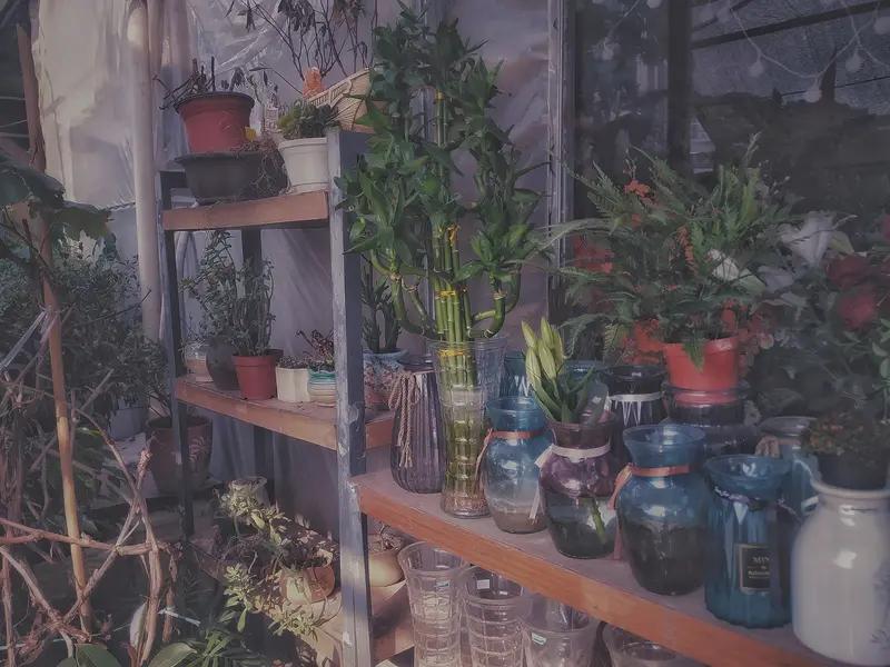 养花真的能带来超多快乐！就说我养的那盆月季，从一颗小苗开始悉心照料。每天给它浇水