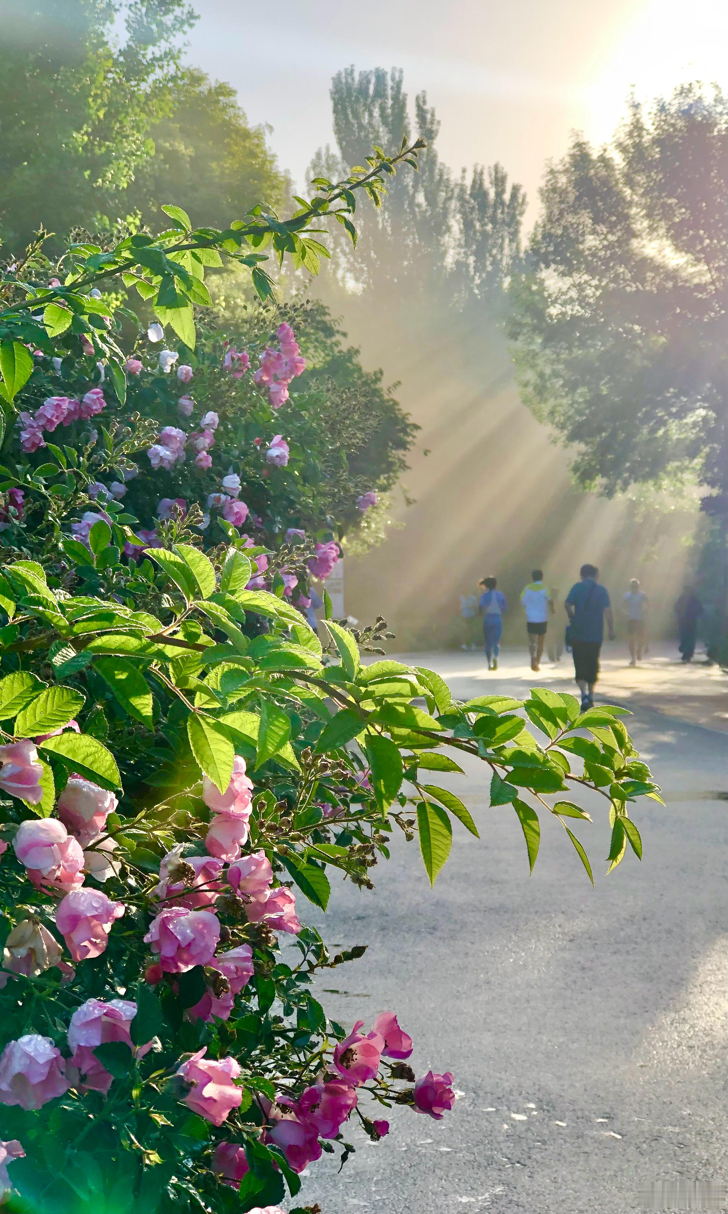 【北京奥森晨辉】碧树绚䌽曦光驭，青芜增辉霁景开。摄影​​​