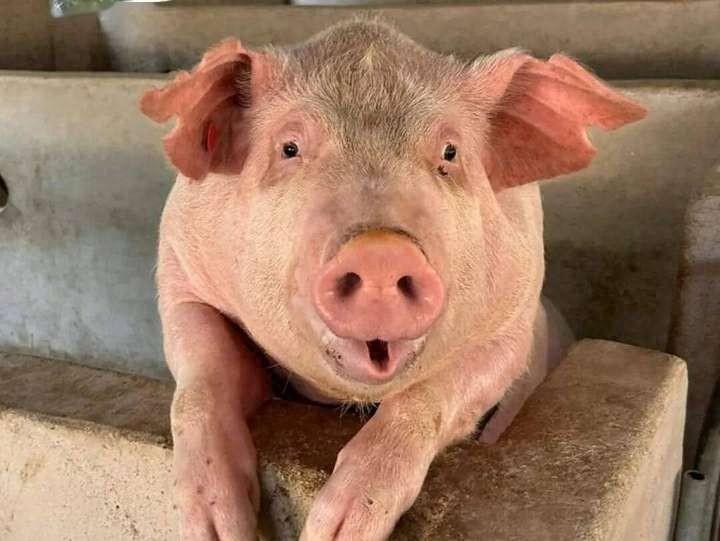 炸裂！猪价直接腰斩，4.72元/斤击穿20年底线，这场暴跌藏着多少普通人不知道的