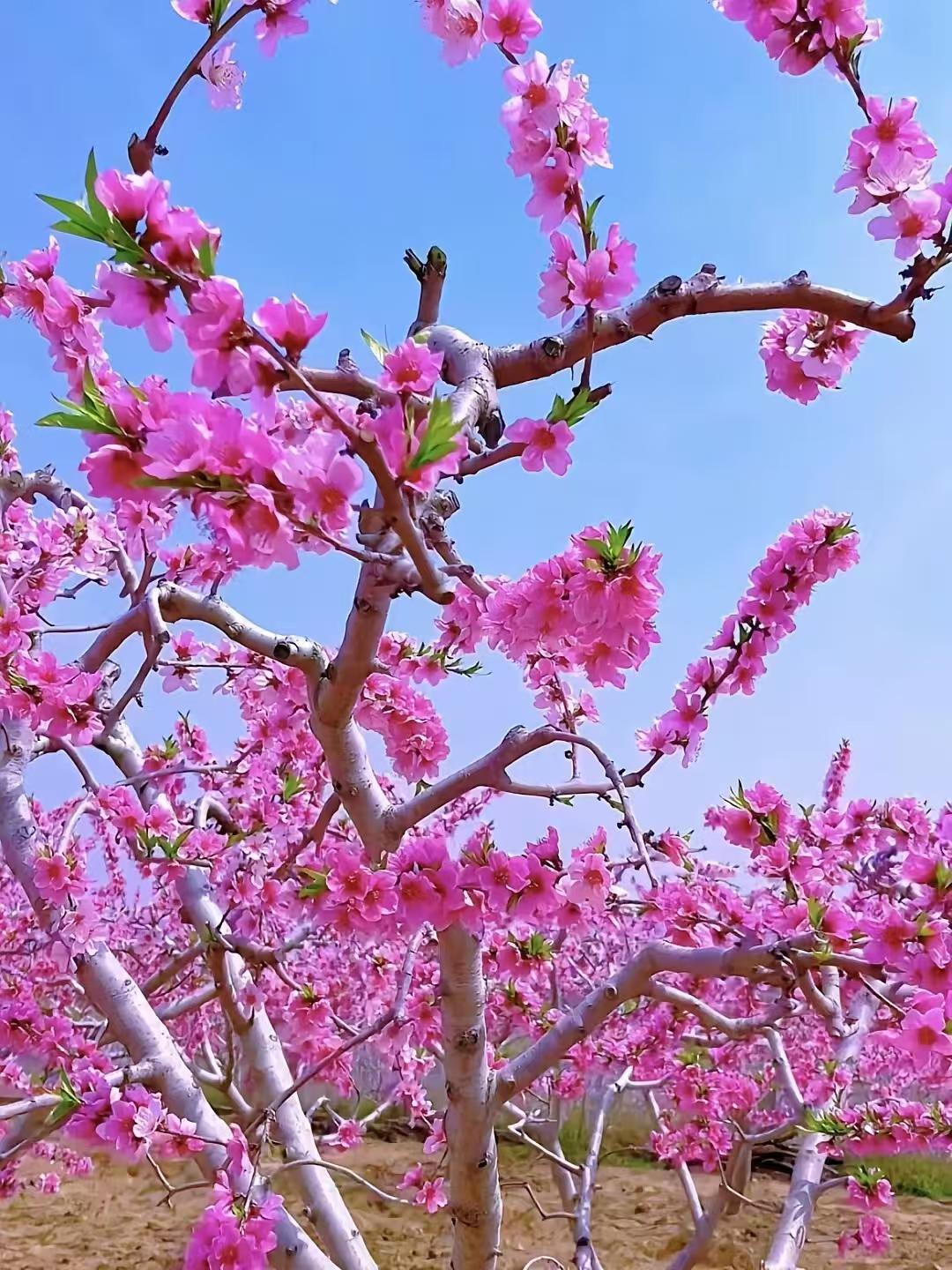 金字经·桃吟
踏青入桃园，
天赐云霞片。
阅尽千色人间遍，
怜，第一春风面。
花