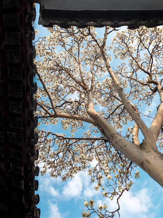 抬头遇春｜被这颗独自盛开的白玉兰治愈午后