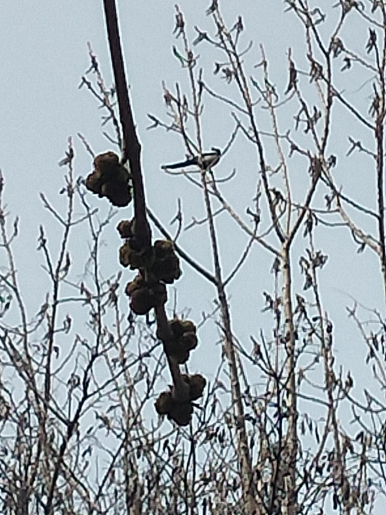 秋观千树落叶，
冬看万里冰封。