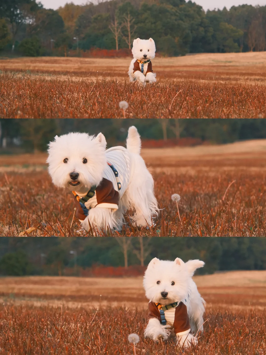 属于小狗的生命力时刻🍁