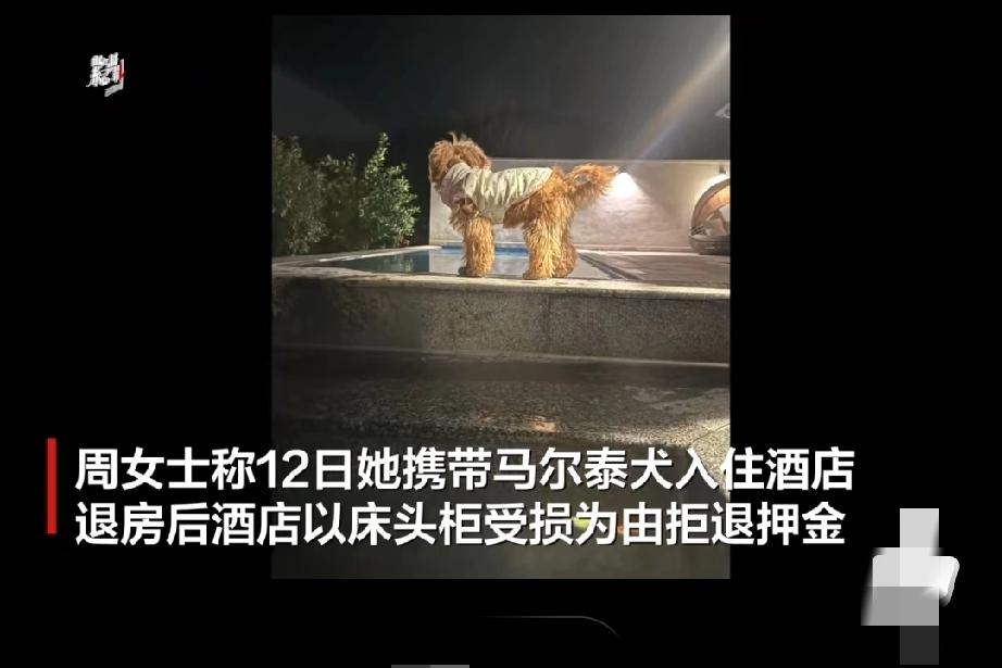 “提灯定损”扣千元押金：宠物友好酒店别丢了“友好”初心
 
手电筒照向的岂止是床